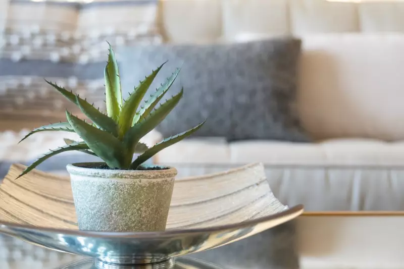 5 Must-Have Houseplants to Supercharge Your Wellbeing, According to Experts