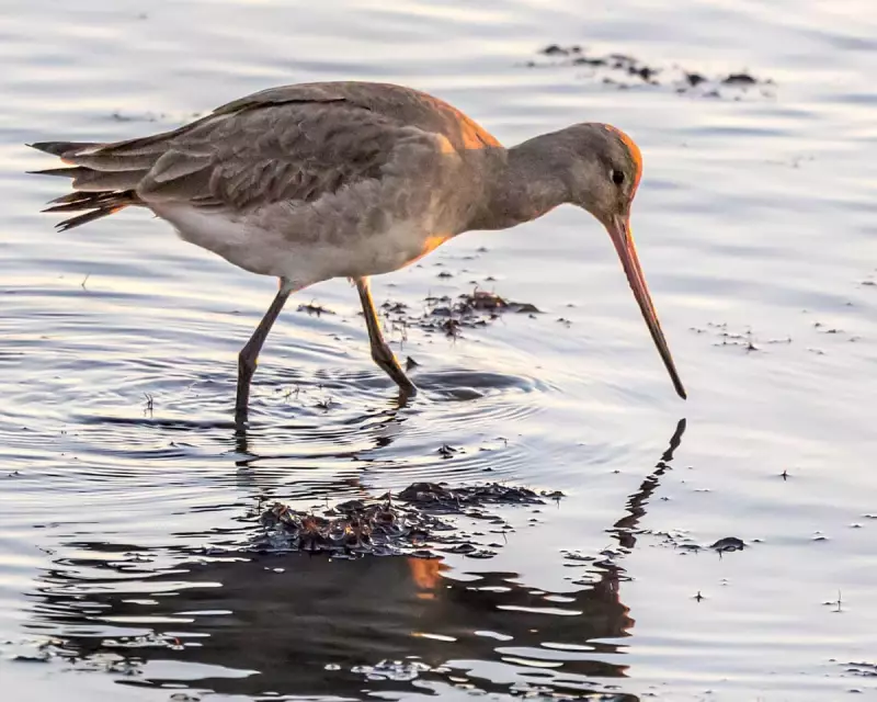 A Patient Vigil: Witnessing the Elusive Black-tailed Godwit in British Wetlands