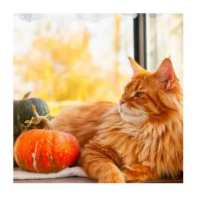 Halloween Horror: London Woman's Pumpkin Purchase Unleashes Thousands of Spiders