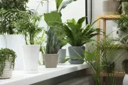 5 Must-Have Houseplants That Will Transform Your Home and Wellbeing