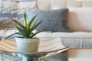 5 Must-Have Houseplants to Supercharge Your Wellbeing, According to Experts