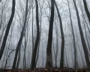 Enter The Hoia Baciu: Transylvania's Eerie Haunted Forest Where Reality Bends