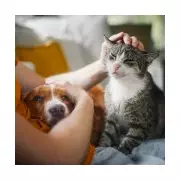 Landlord Hid Cat in Ceiling: Why the Renters' Reform Bill Can't Come Soon Enough