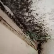 Mushrooms Growing in Children's Bedroom: East London Family's Damp Housing Nightmare