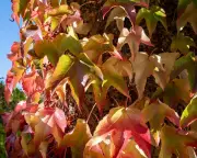 Nature's Calendar Shifts: Why Autumn Colours Are Lingering Longer Across Britain