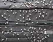 Sydney's Fly Frenzy: Why the City Is Experiencing a Surge in Pesky Insects