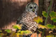 US Senate Blocks Lifeline for Northern Spotted Owls in Dramatic Conservation Vote