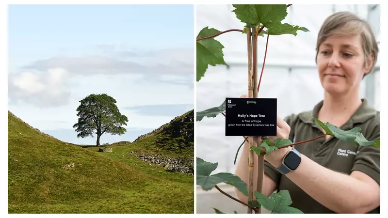 49 Sycamore Gap Saplings Planted Across UK After Tree Felling
