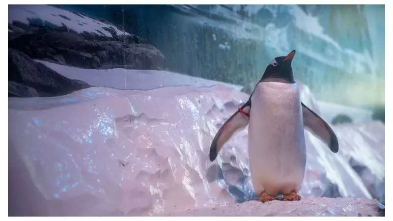 75 MPs Call for Release of London Aquarium's 'Basement' Penguins