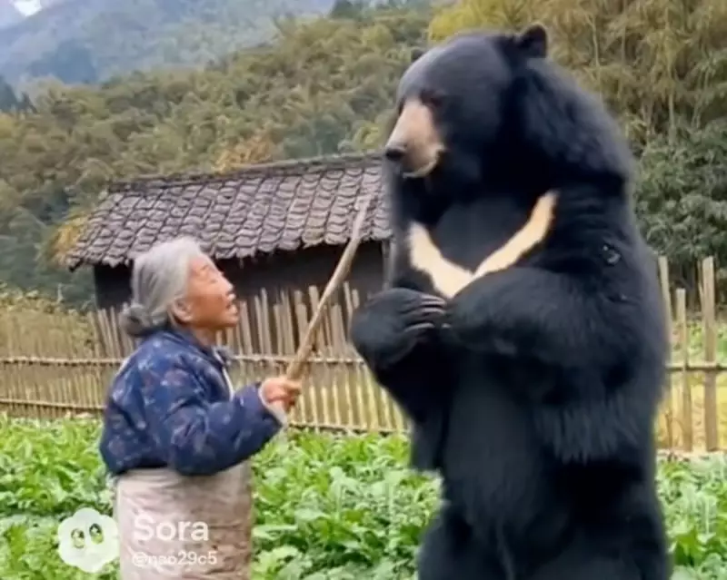 AI Bear Videos Fuel Anxiety Amid Japan's Real Wildlife Crisis