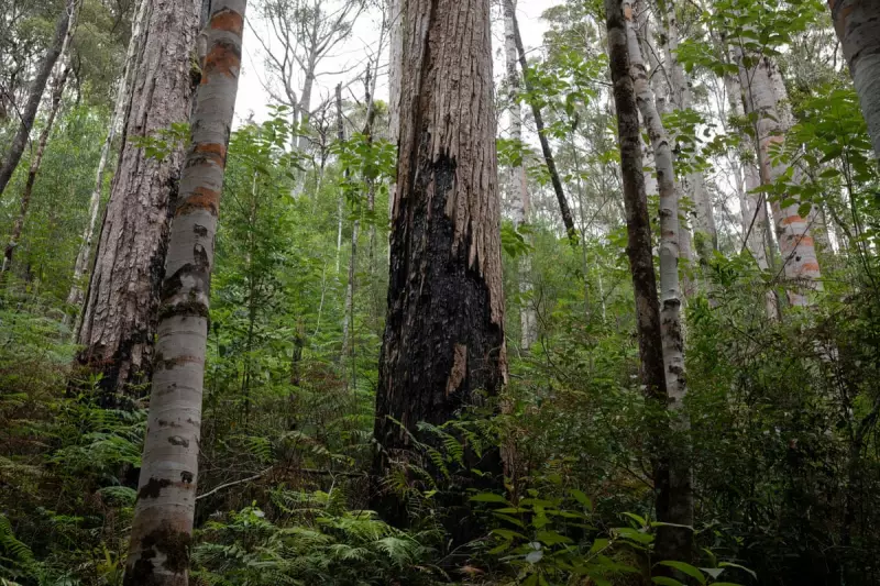 Australia Passes Landmark Environmental Reforms to Protect Forests