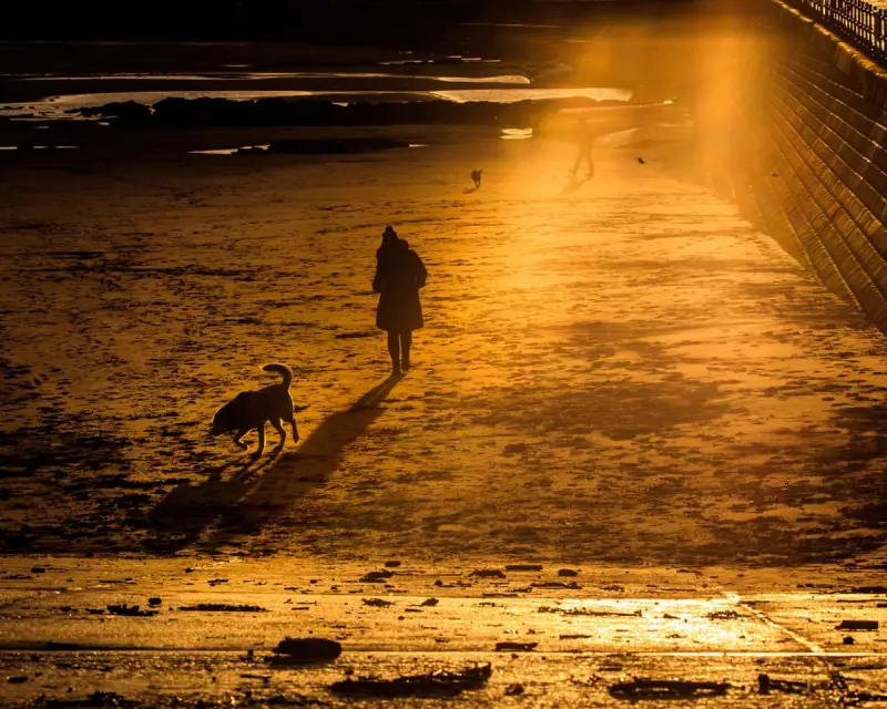 Beat the Winter Blues: Your Essential Guide to Conquering Seasonal Affective Disorder