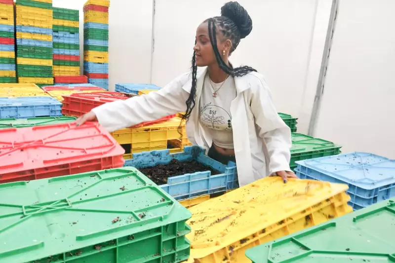 Black Soldier Fly Larvae: The UK's Next Agricultural Revolution?