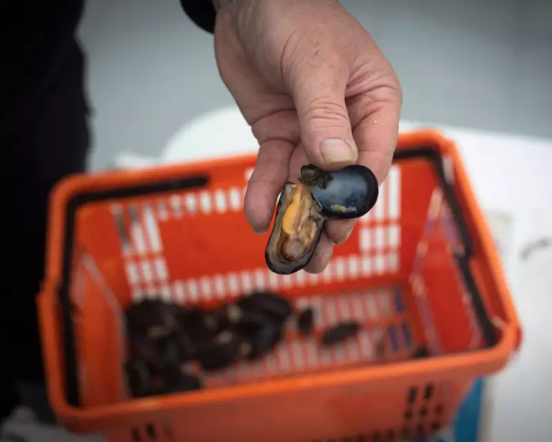 Brexit's Mussel Crisis: Menai Strait Exports Collapse from 10,000 to 5 Tonnes