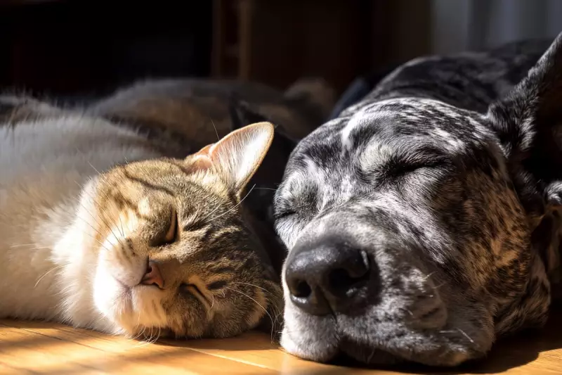 Budget Pet Care: Can Subscriptions Save UK Owners Money?