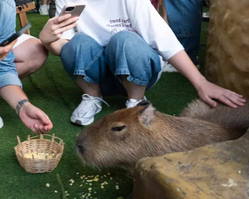 Capybara Cafe Boom Fuels Illegal Wildlife Trade in Asia