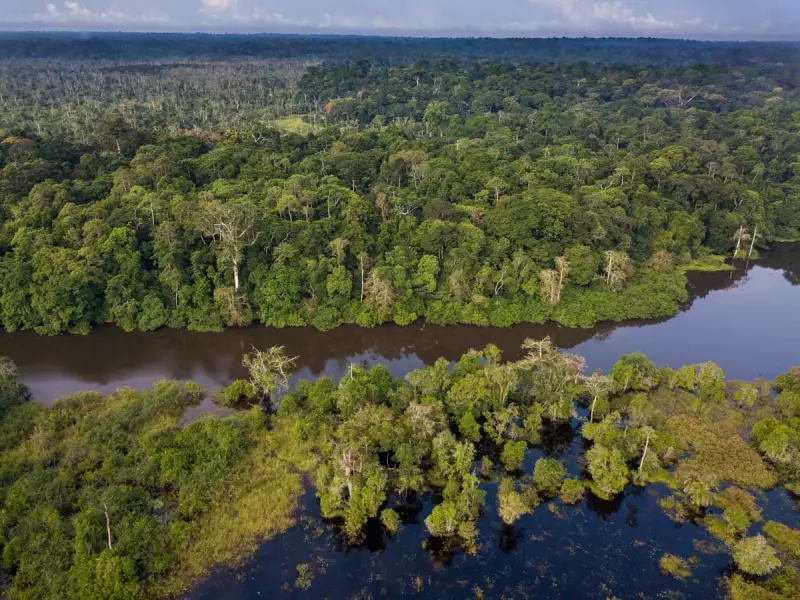 Congo Basin: World's Vital Rainforest Faces Critical Research Gap