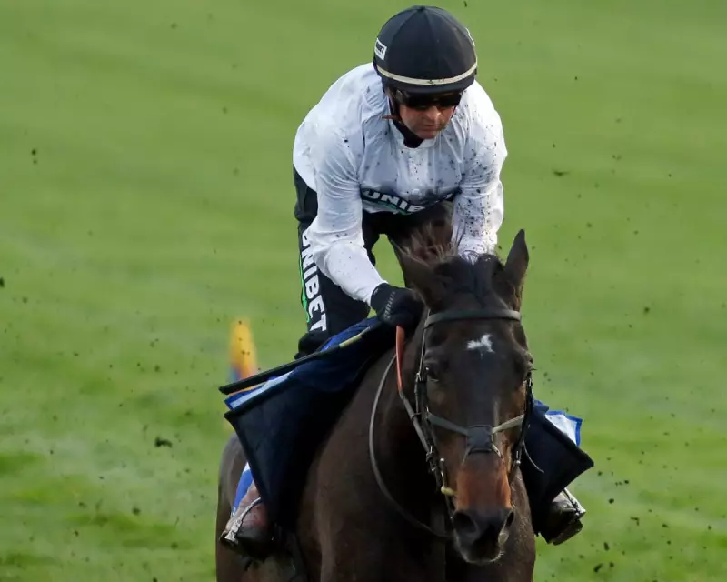 Constitution Hill's Fighting Fifth Return After Punchestown Setback