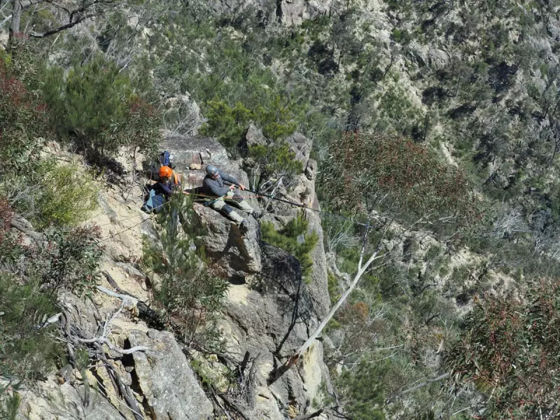 Daring Aerial Rescue: How Two Abseiling Horticulturists Saved Precious Gumnuts from Vanishing Tree