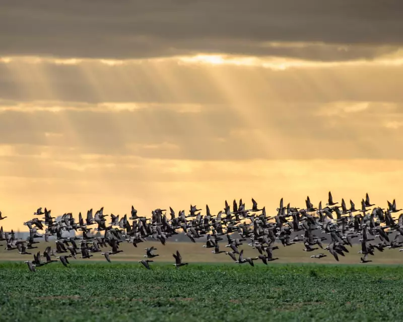 Elizabeth Line Soil Transforms Essex into Bird Haven with 39,000 Winterers