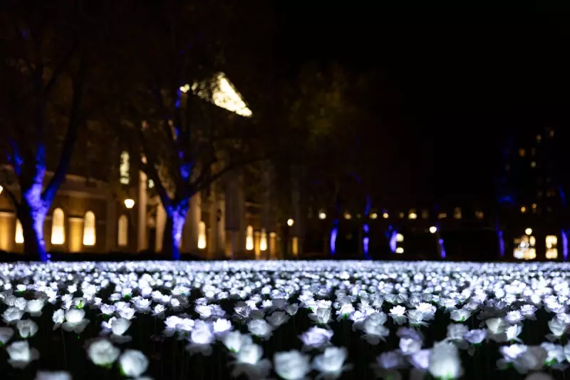 Ever After Garden: 30,000 Glowing Roses Illuminate Chelsea