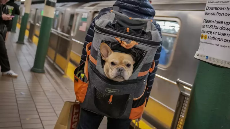 From Canine Carry-ons to Human Hot Dogs: The Weekend's Most Unforgettable Moments Captured