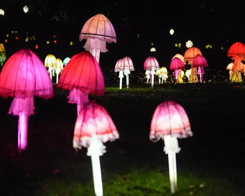Fungi Lanterns and Northern Lights: Friday's Global Photo Highlights