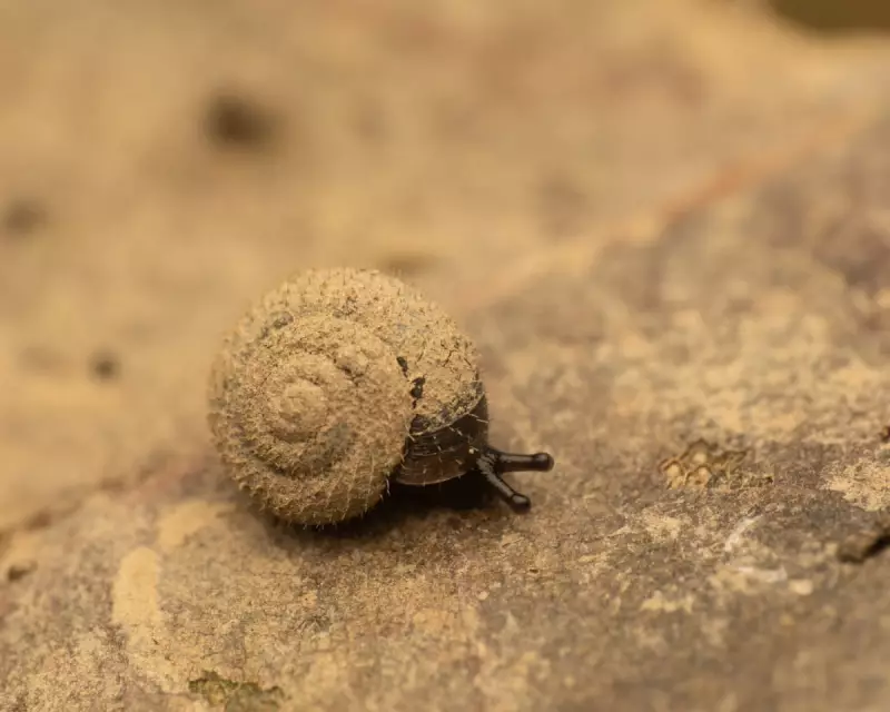 German Hairy Snail Hunt & Social Media Shift: A London Week