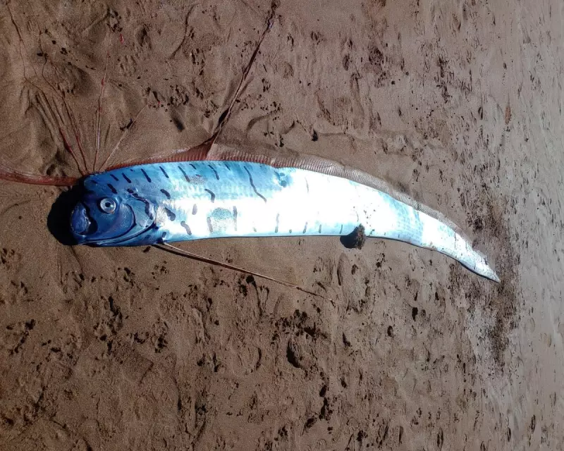 Giant Oarfish Washes Up in Tasmania: Debunking the Harbinger of Doom Myth