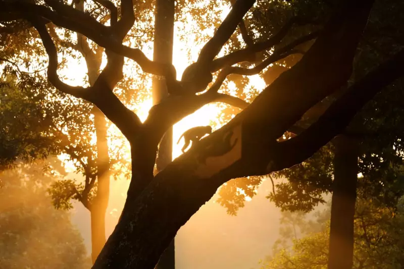 Global Snapshot: From Nepal's Monkeys to UK Snow in Daily Photos