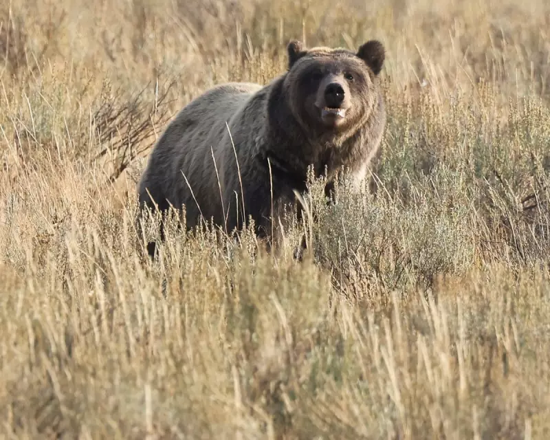 Grizzly Bear Attack Injures 11 in Canada: Schoolchildren and Teachers Targeted