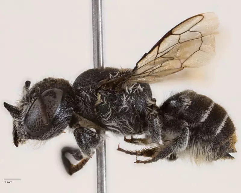 Lucifer Bee Discovery: New Horned Species Found in Western Australia