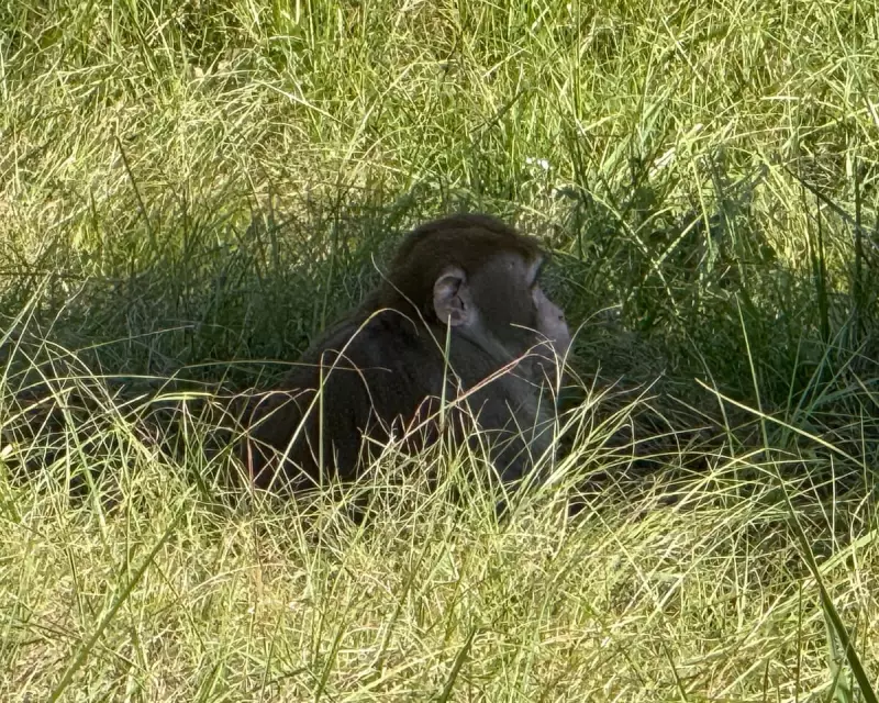 Mississippi Monkey Mayhem: Escaped Primate Fatally Shot After Brief Freedom