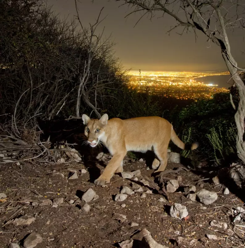 Mountain Lions Could Return to North-East US in Rewilding Push