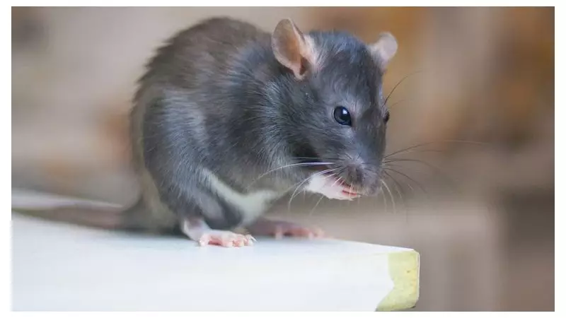 Pest Controller's Warning: The First Tell-Tale Sign You Have Rodents And The Job That Still Haunts Him