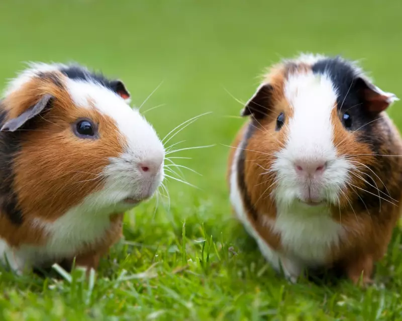 Pets at Home Profits Slump 33.5% as Retail Business Struggles