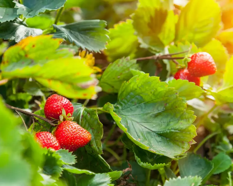 Plant Strawberries Now for a Bumper 2026 Harvest After Great Year