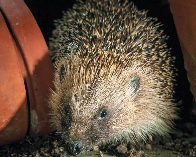 Reed Urges Labour MPs to Reject Wildlife Protection in Planning Bill