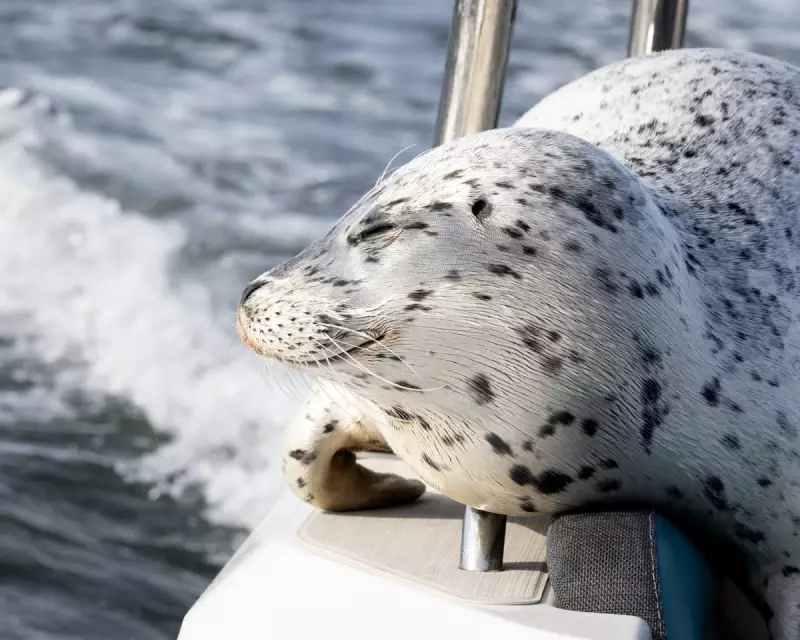 Seal's Dramatic Escape from Orcas by Jumping onto Photographer's Boat