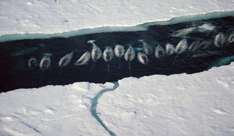 Ship Noise Silences Narwhals: The Push for Quieter Oceans