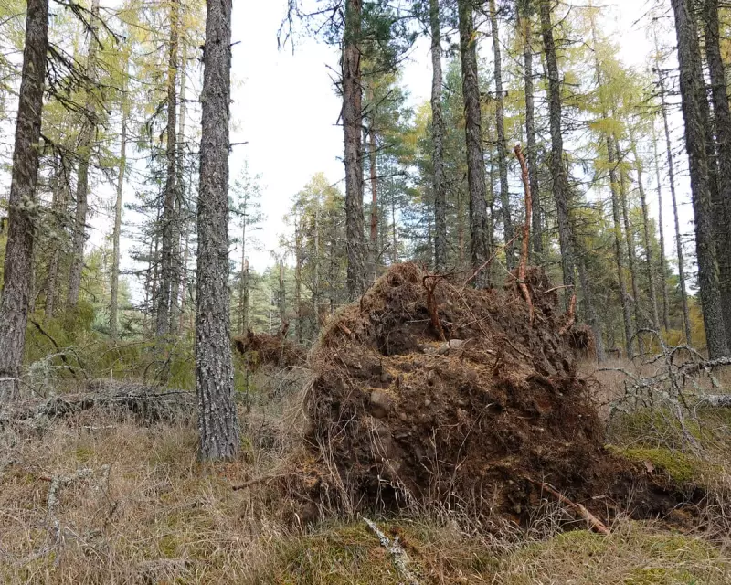 Storm Amy Reshapes Abernethy Forest: A Walk Through Nature's Transformation