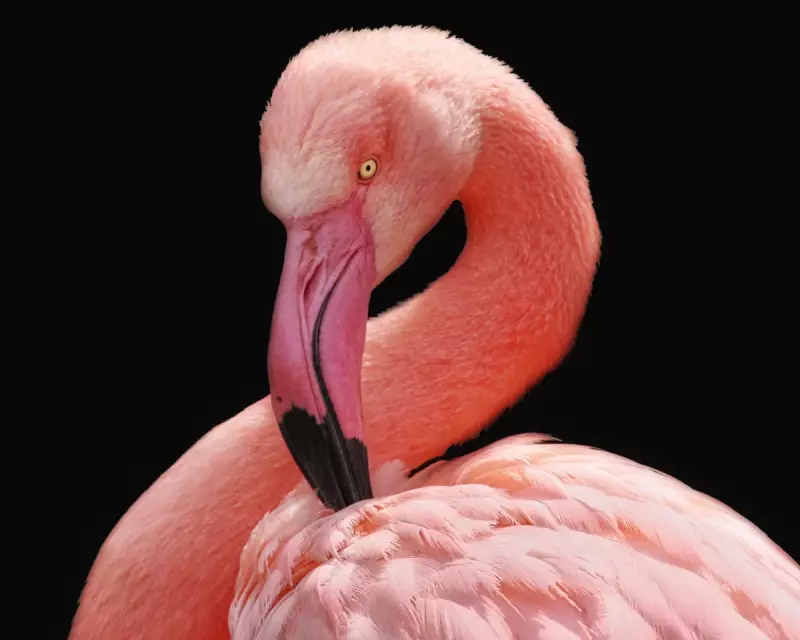 Test Your Wits! The Guardian's Ultimate General Knowledge Quiz for November 2025