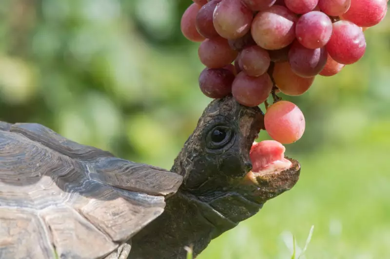 Tortoise Diet Warning: Why Lettuce Alone Can Be Fatal