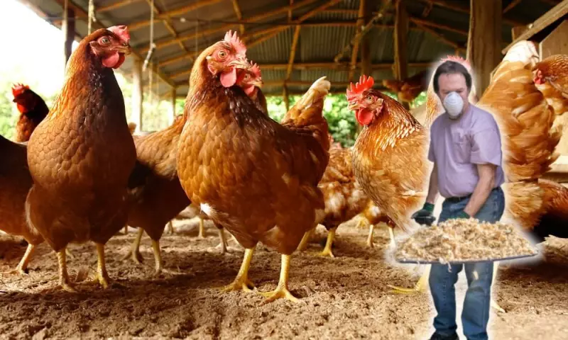 UK Bird Flu Outbreak: 22 Farms Hit as Government Orders Poultry Indoors