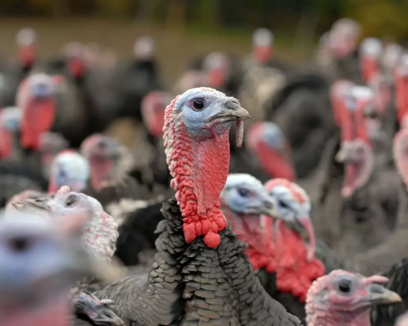 UK Christmas Turkey Supply Hit by Severe Bird Flu Outbreak