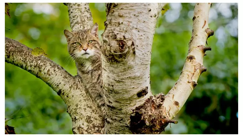 Wildcats Set for English Return: 50 to be Released in Devon