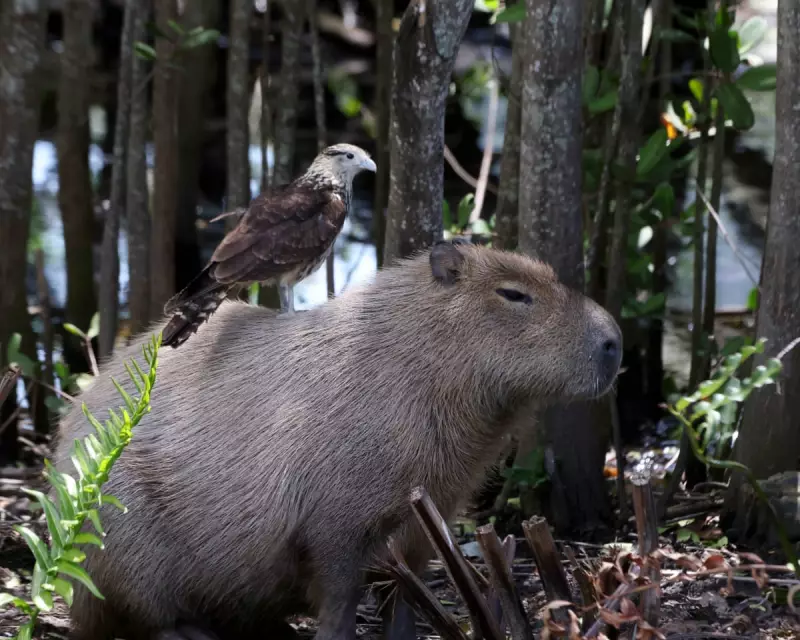Wildlife Week: Capybara Chill, Bear Scare & Welsh Polecat's Return