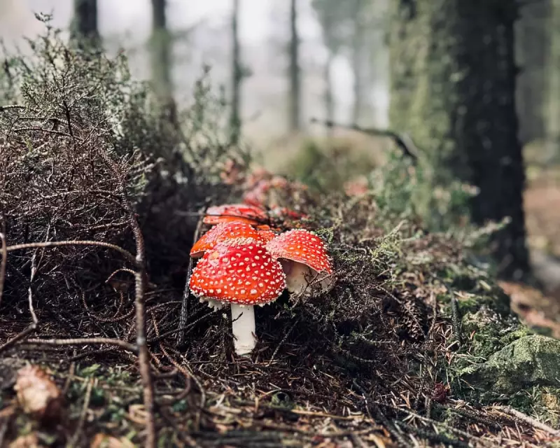 Young Naturalist's Fairytale Find: Fly Agaric Mushrooms in Dalby Forest