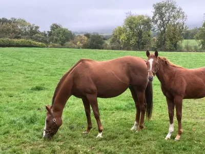 A Mile From Home: How Moving a Short Distance Revealed Nature's Hidden Wonders