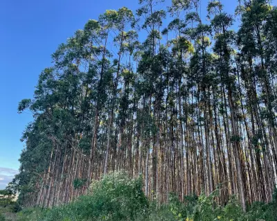 Brazil's Green Desert: How Farmers Are Reclaiming Their Land From Eucalyptus Monoculture